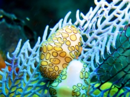 Flamingo Tongue IMG 3344